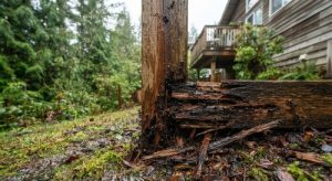 Why Are Carpenter Ant Problems
